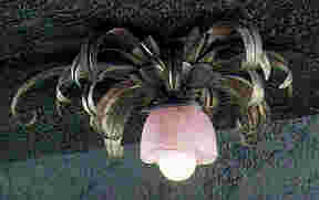 r42.jpg (3899 byte)